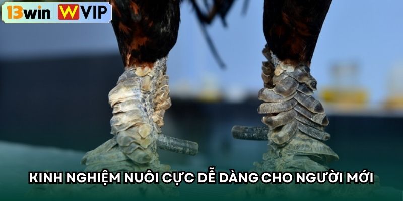 Kinh nghiệm nuôi cực dễ dàng cho người mới
