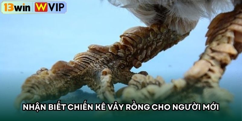 Nhận biết chiến kê vảy rồng cho người mới
