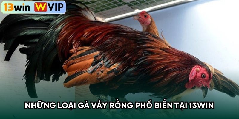 Những loại gà vảy rồng phổ biến tại 13WIN