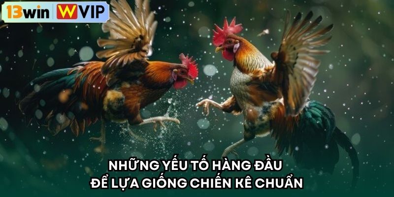 Những yếu tố hàng đầu để lựa giống chiến kê chuẩn