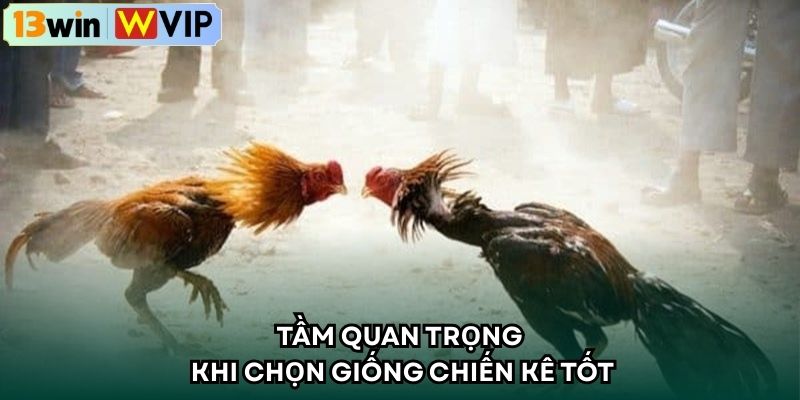 Tầm quan trọng khi chọn giống chiến kê tốt